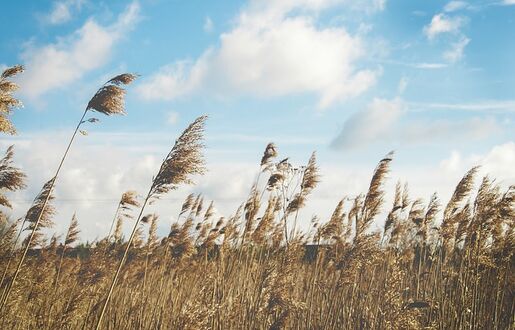 Schilfhalme im Wind unter blauem Himmel mit weißen Wolken